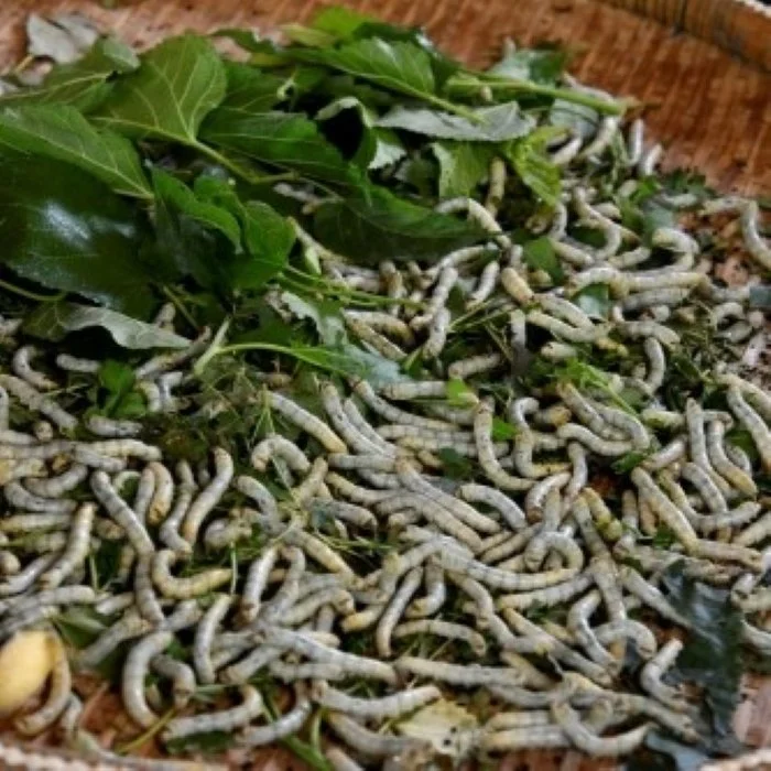 silk worms eating mulberry leaves