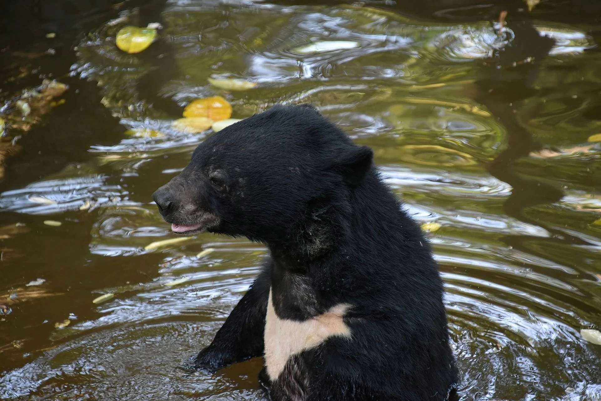 laos  moon bear.jpg