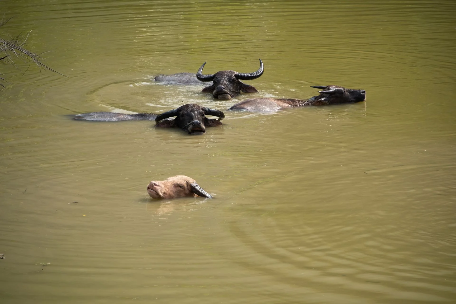 water buffalo.jpg