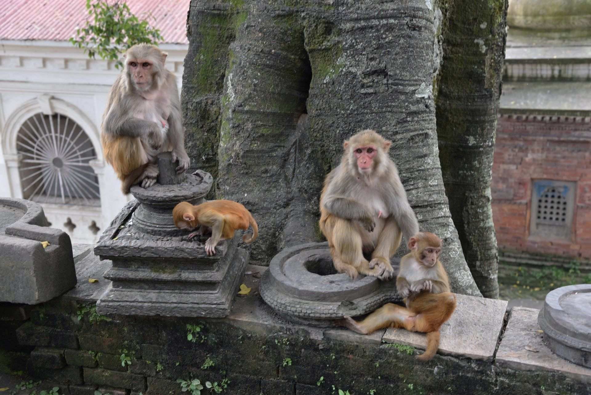 monkey nepal.jpg