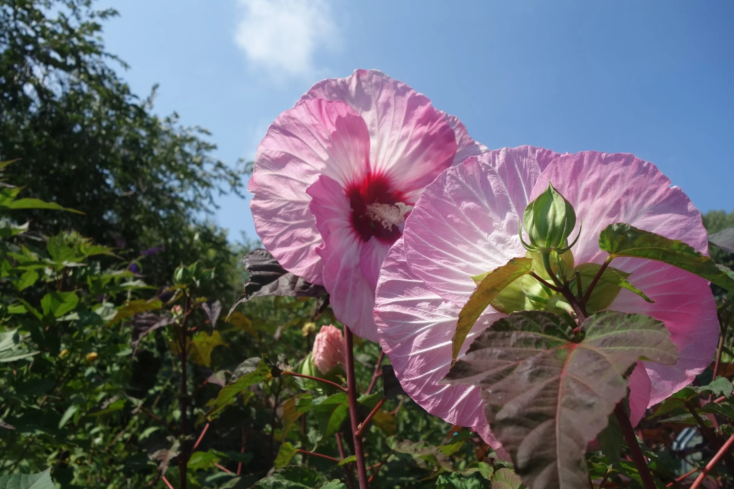 Ailena_TFTP x The WASH Project_11.JPG