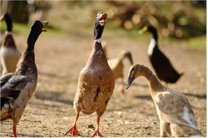 Große Schnauze, viel dahinter.jpg