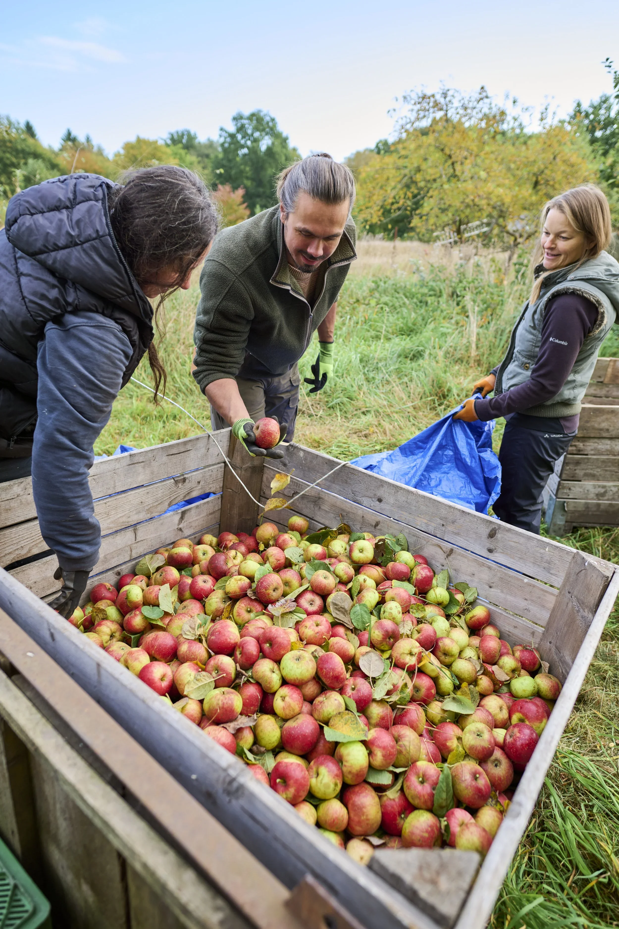 Gemeinsam Ernten.webp
