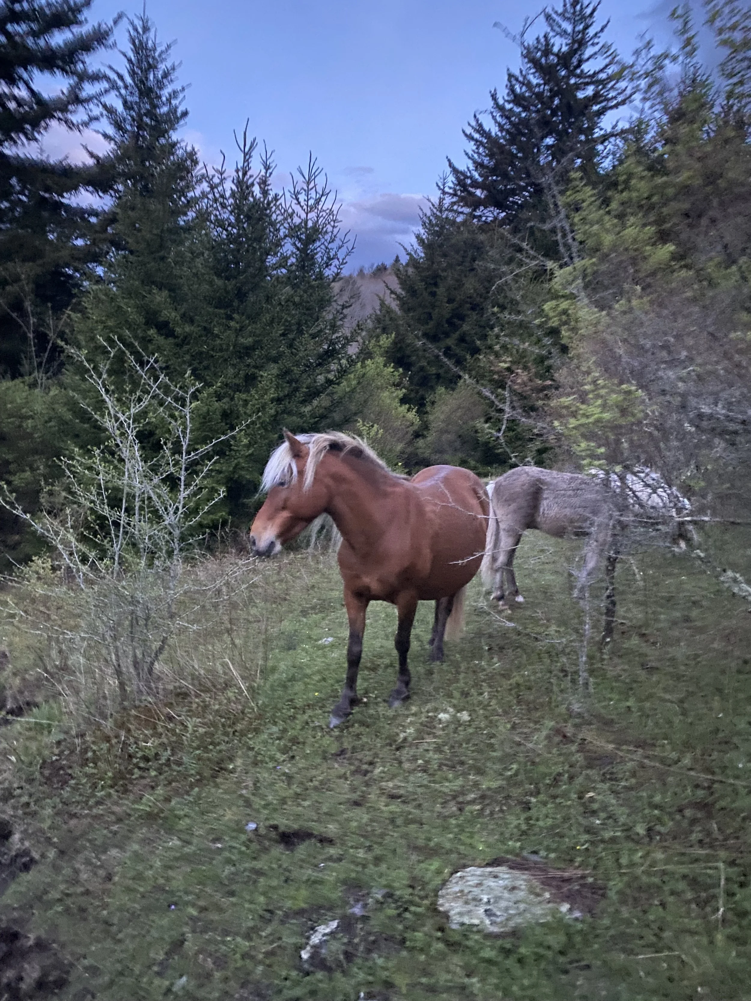 IMG_0359.jpeg