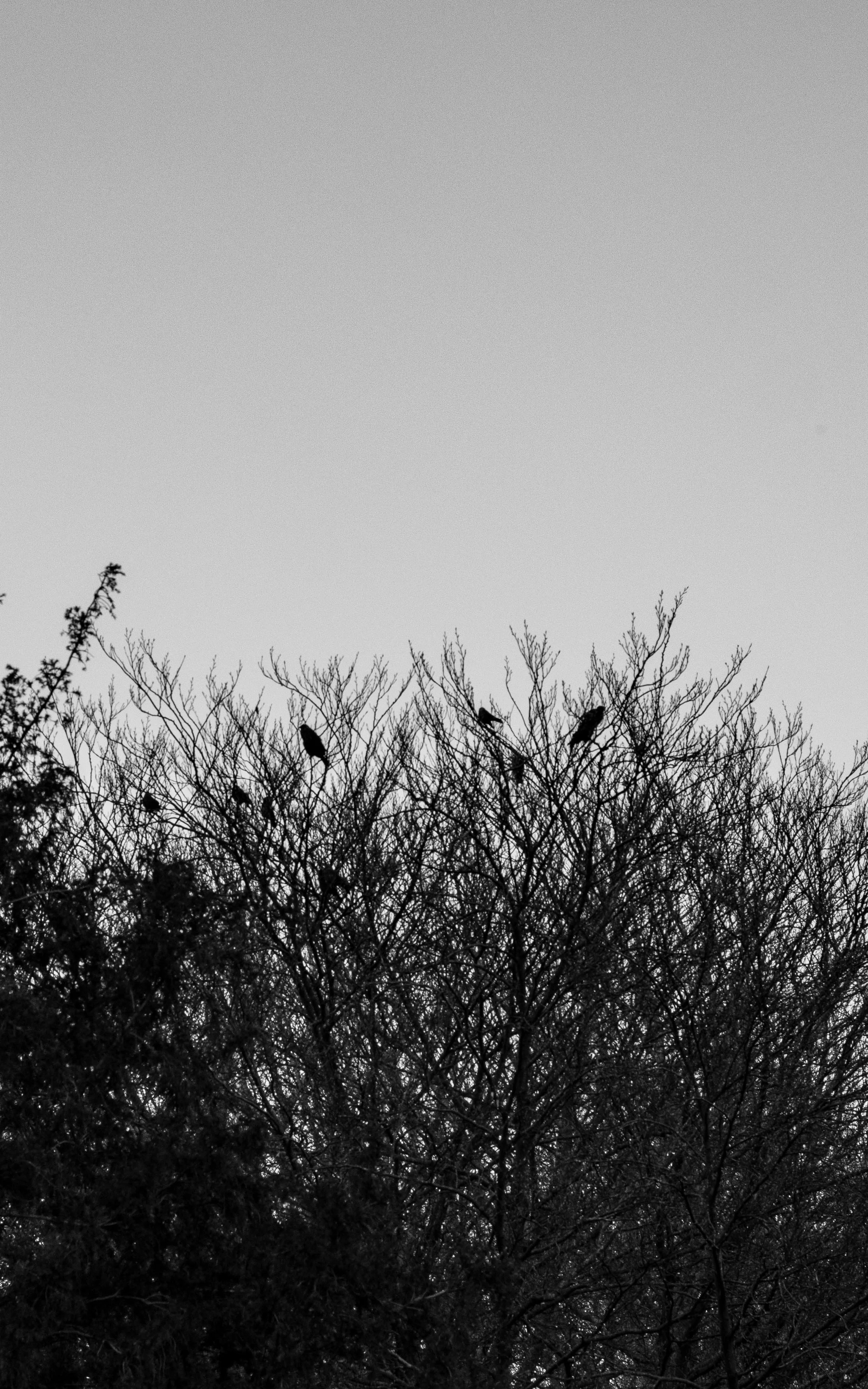 Vol-doiseaux-4.jpg