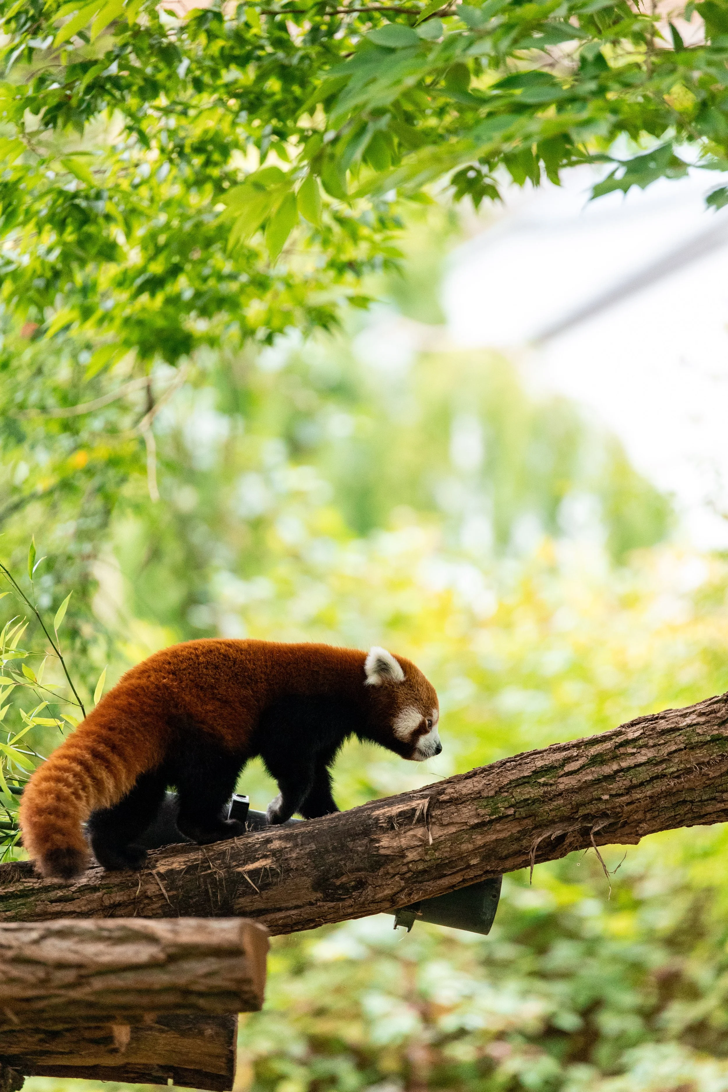Pairi-Daiza-2023-14.jpg