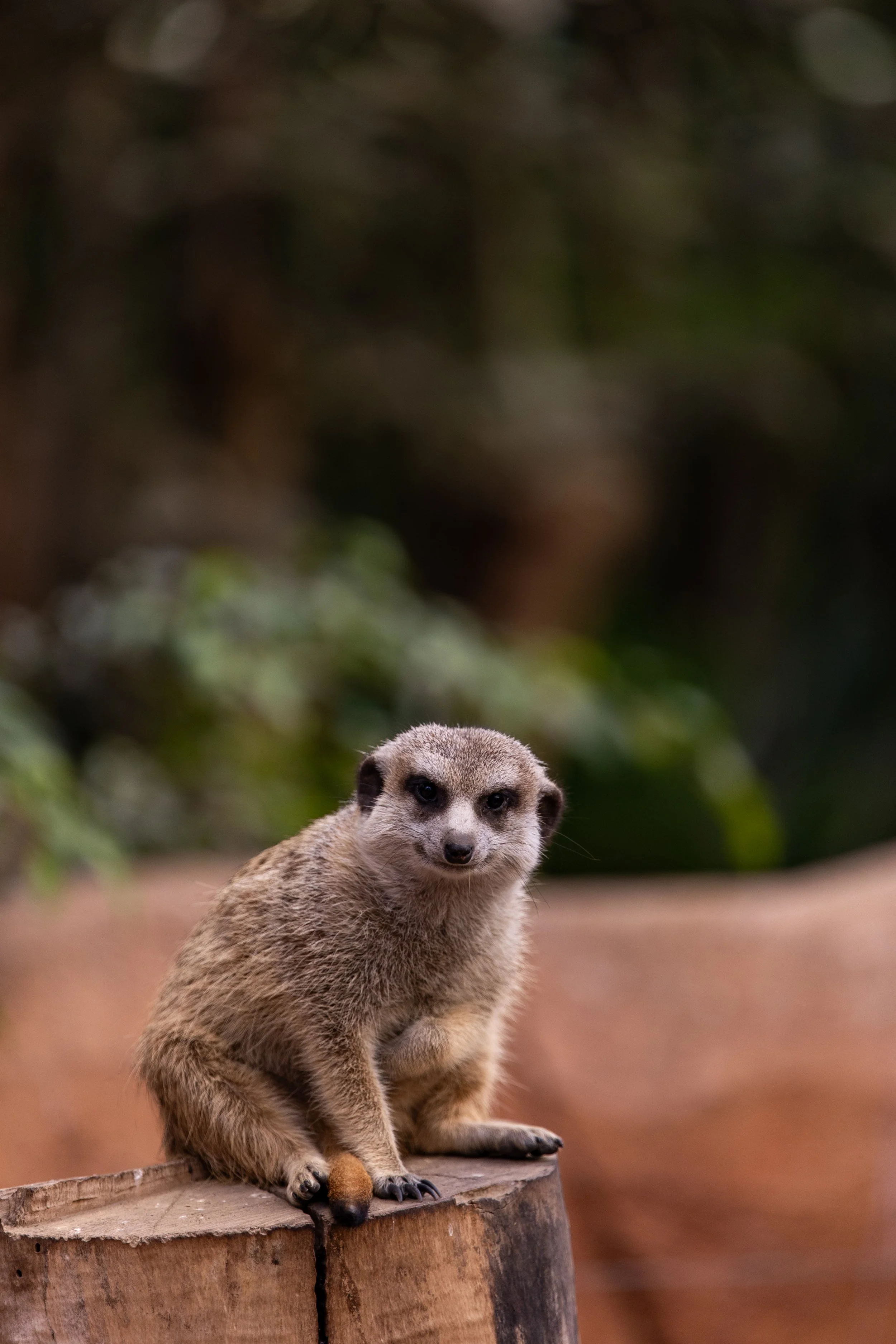 Pairi-Daiza-2023-23.jpg