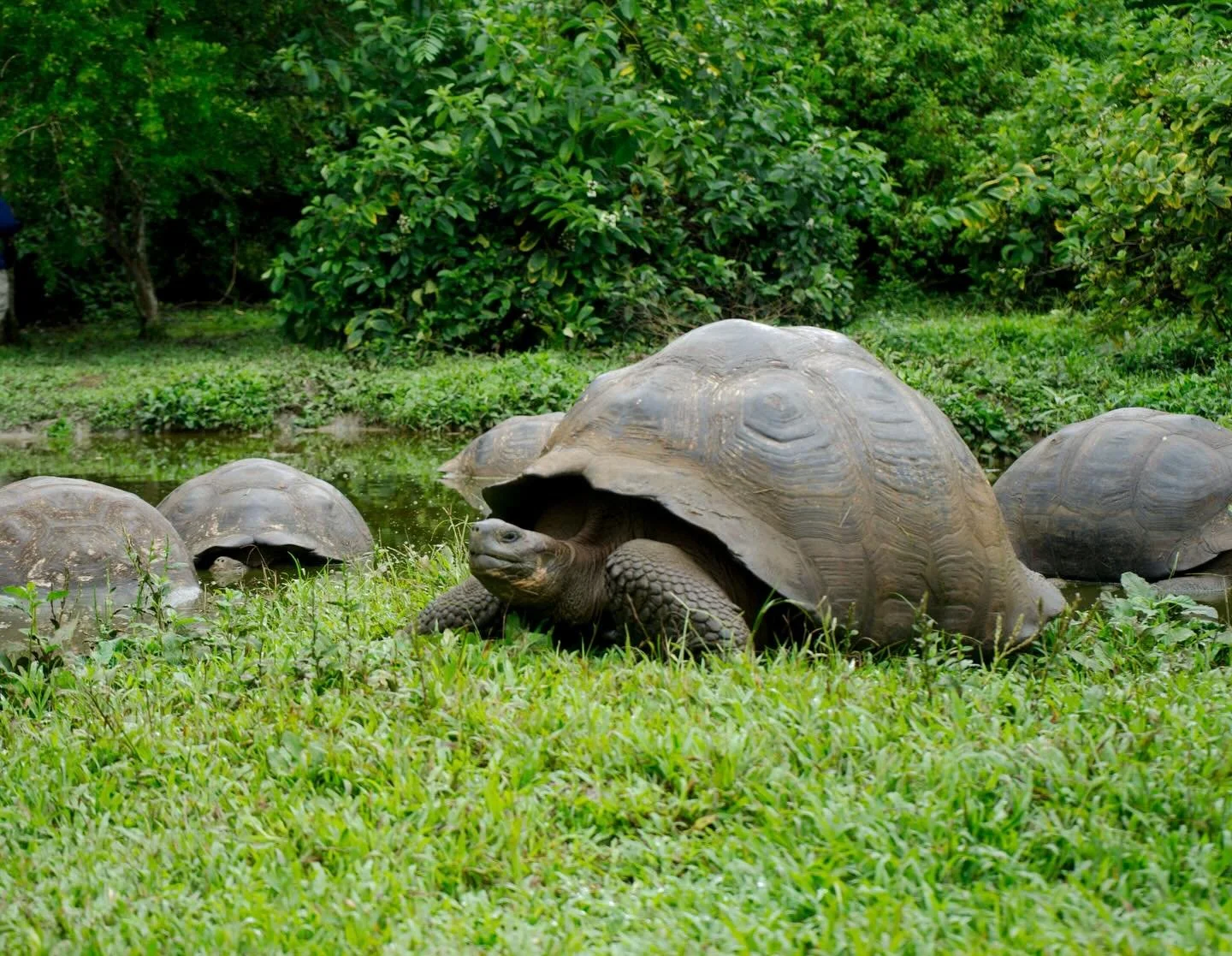 Santa Cruz Galapagos July 2025