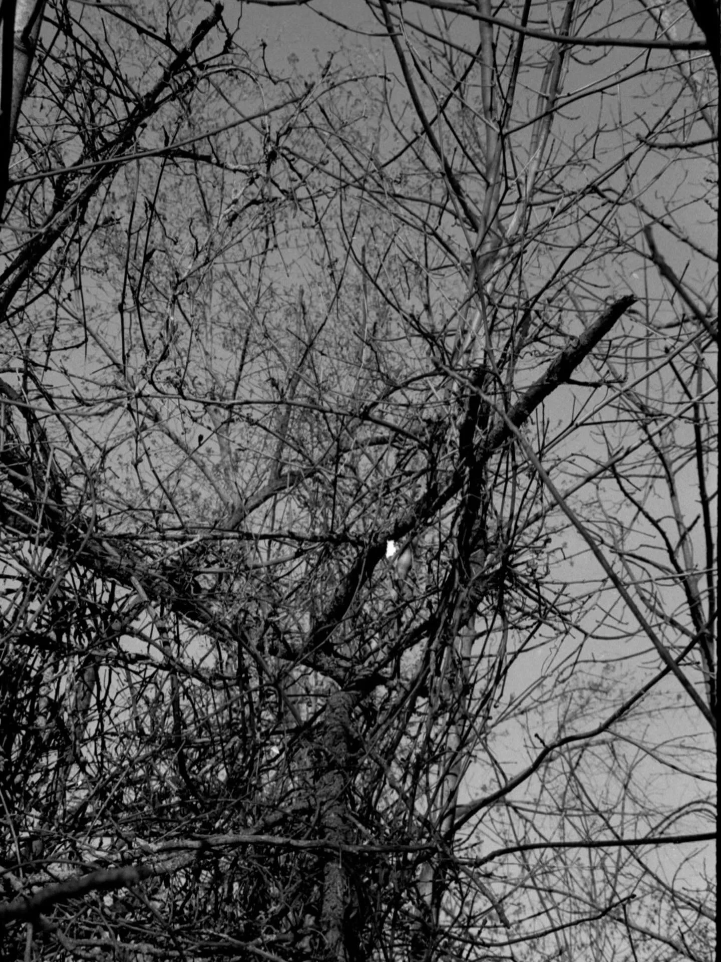 🩶🖤 
Shot on B&amp;W TRI-X 400 
Processed &amp; Scanned by me
