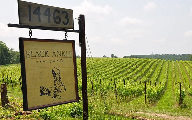 Black Ankle Vineyards