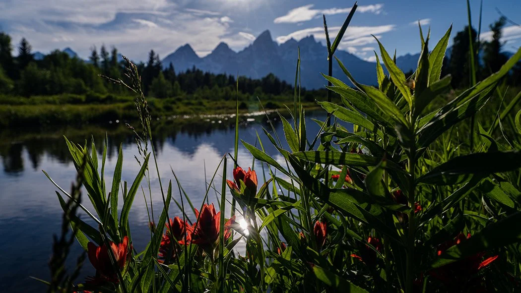 Red flowers back lit, looking over the Snake River with the Tetons in the background