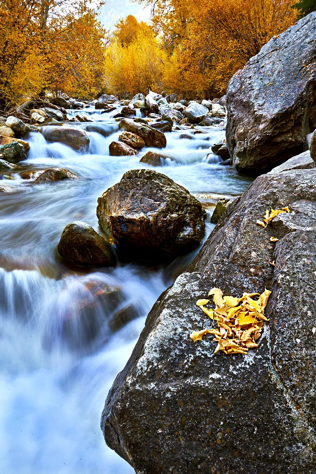 River w leaves -1.jpg