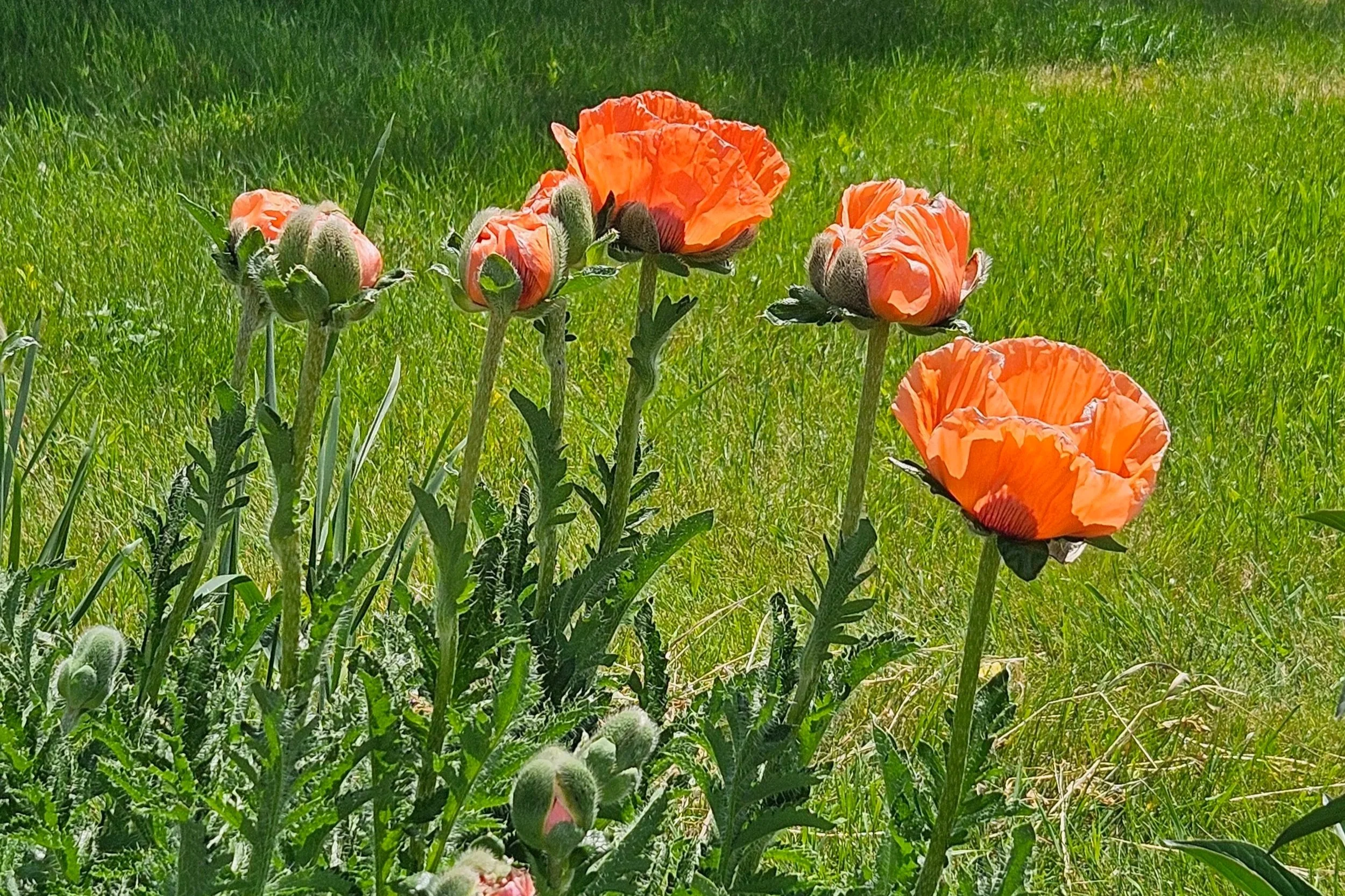 Life’s Harvest