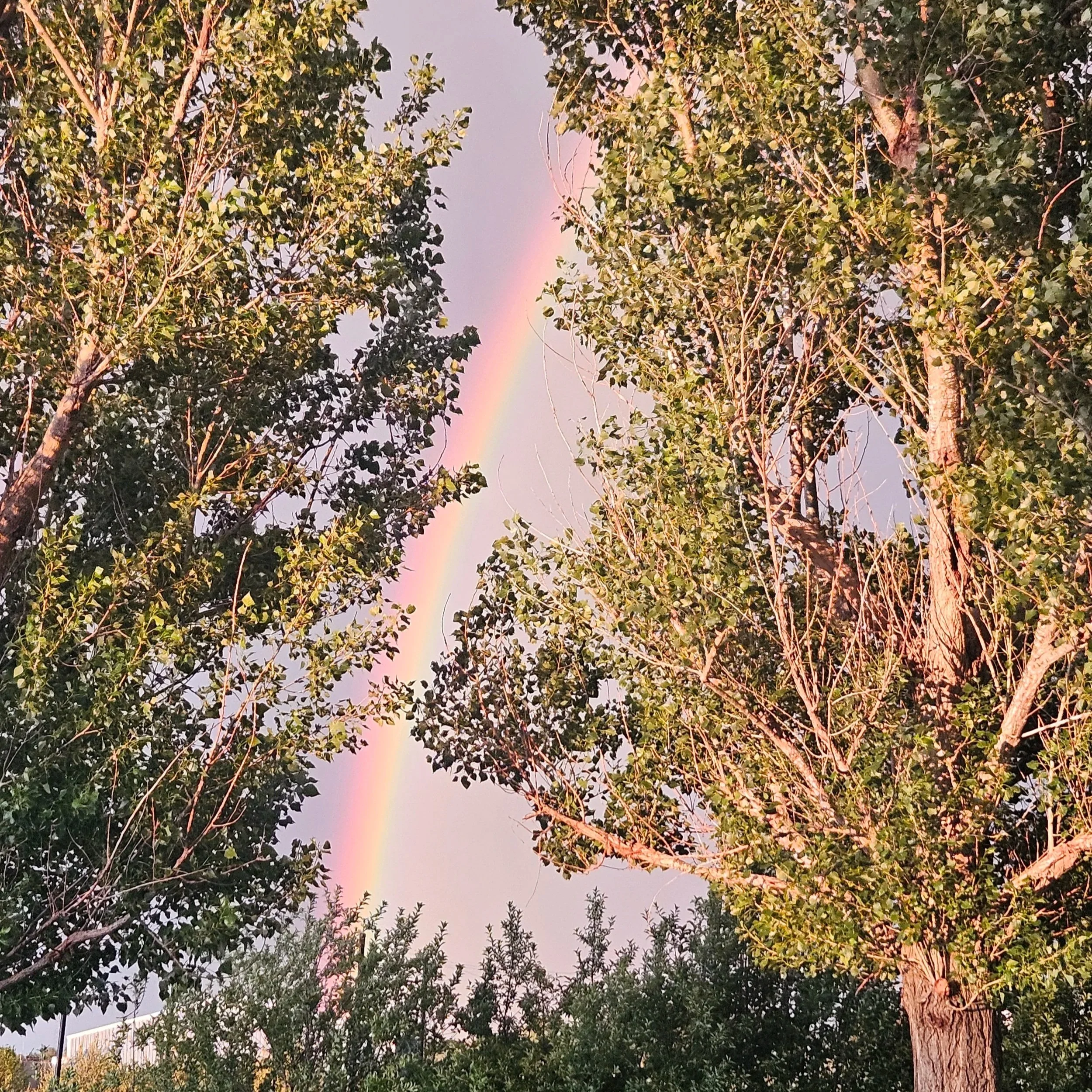 Bountiful  Summer