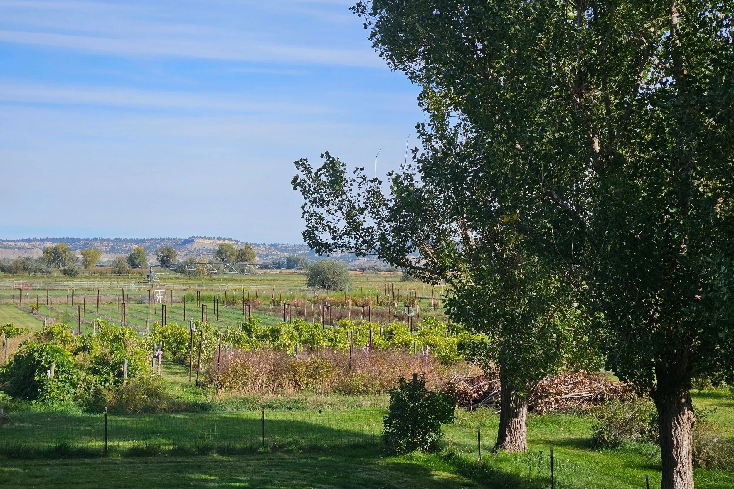 View of orchard from deck