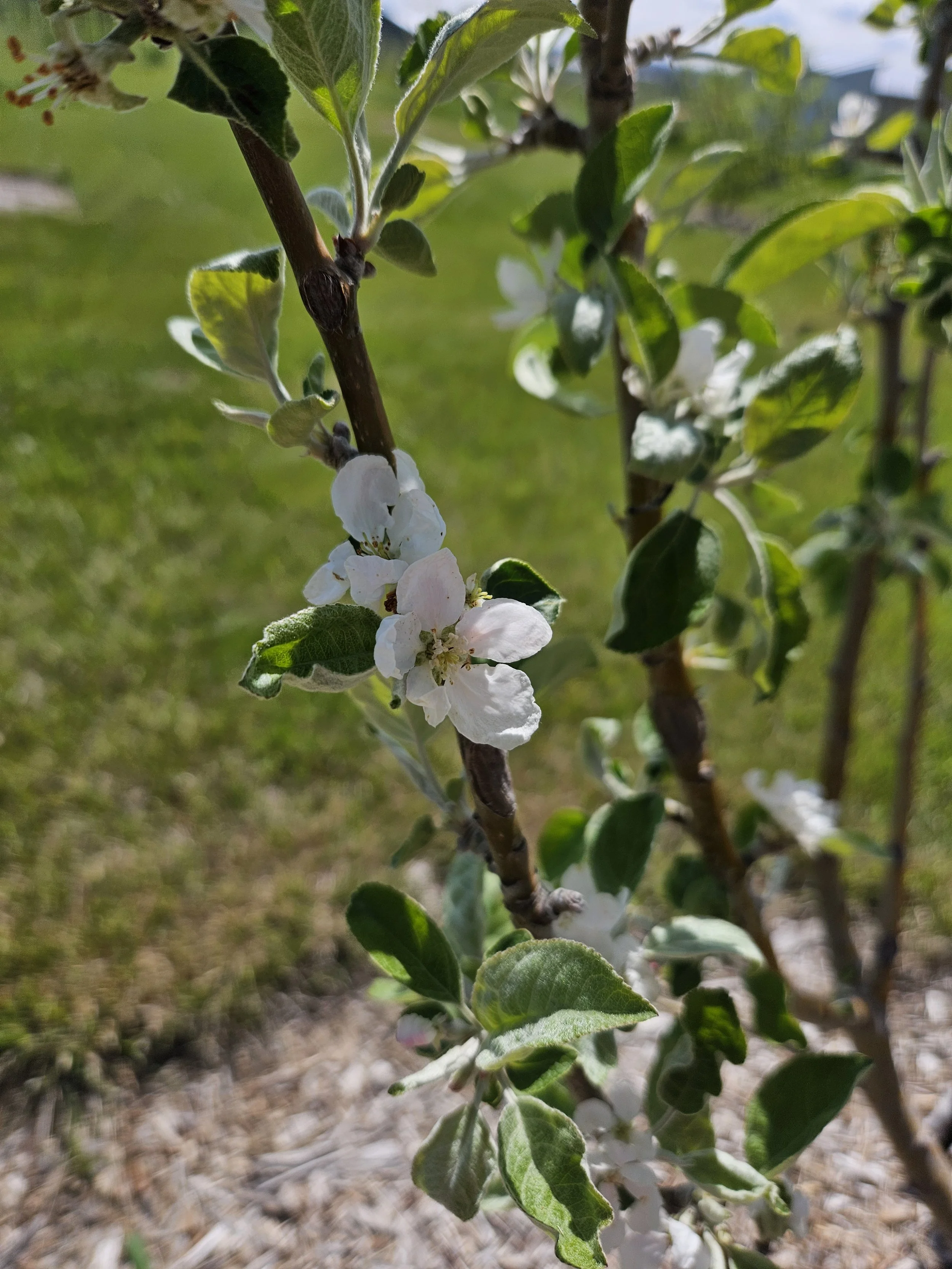 Apple Blossoms