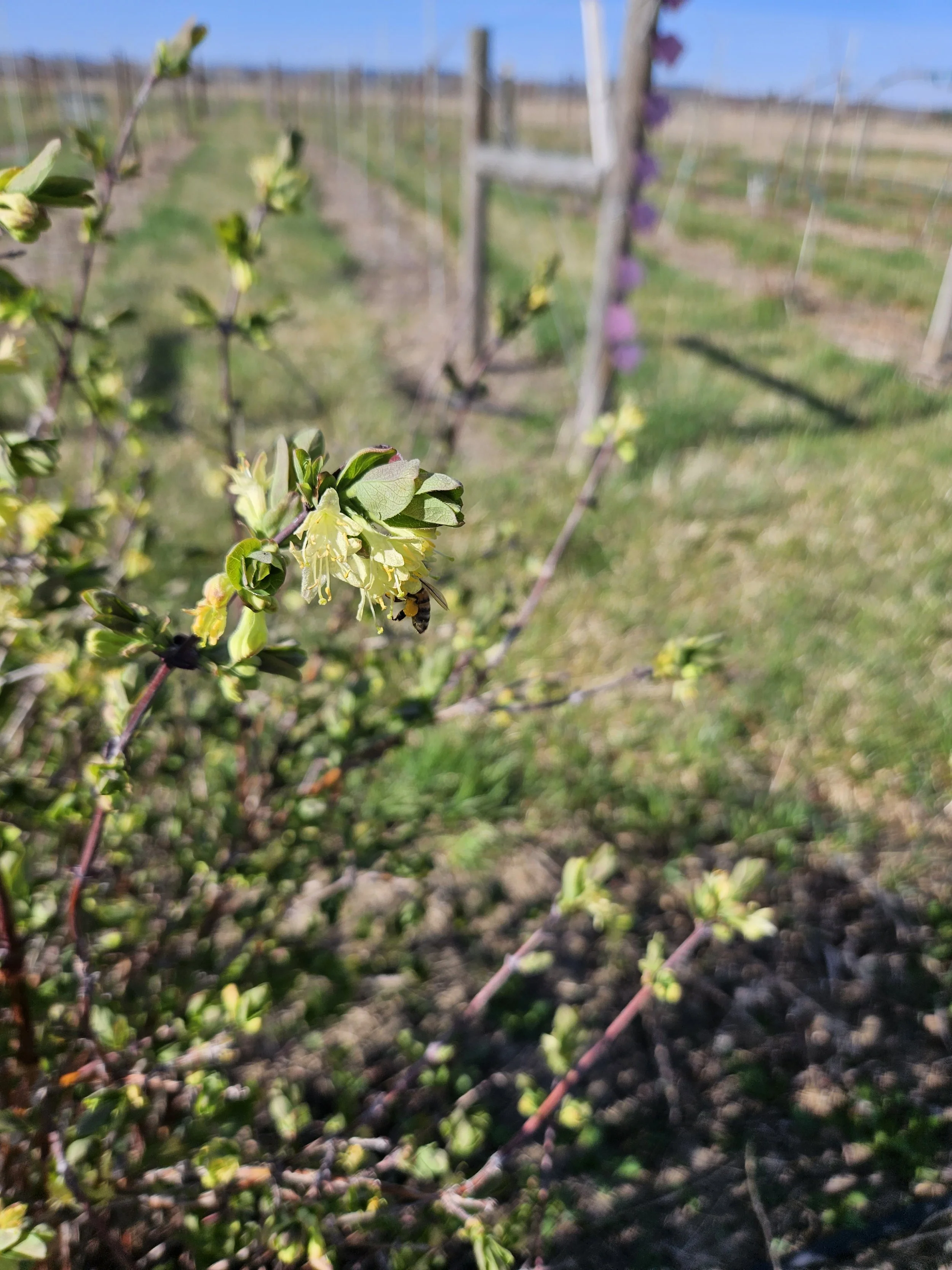 Haskap blossoms