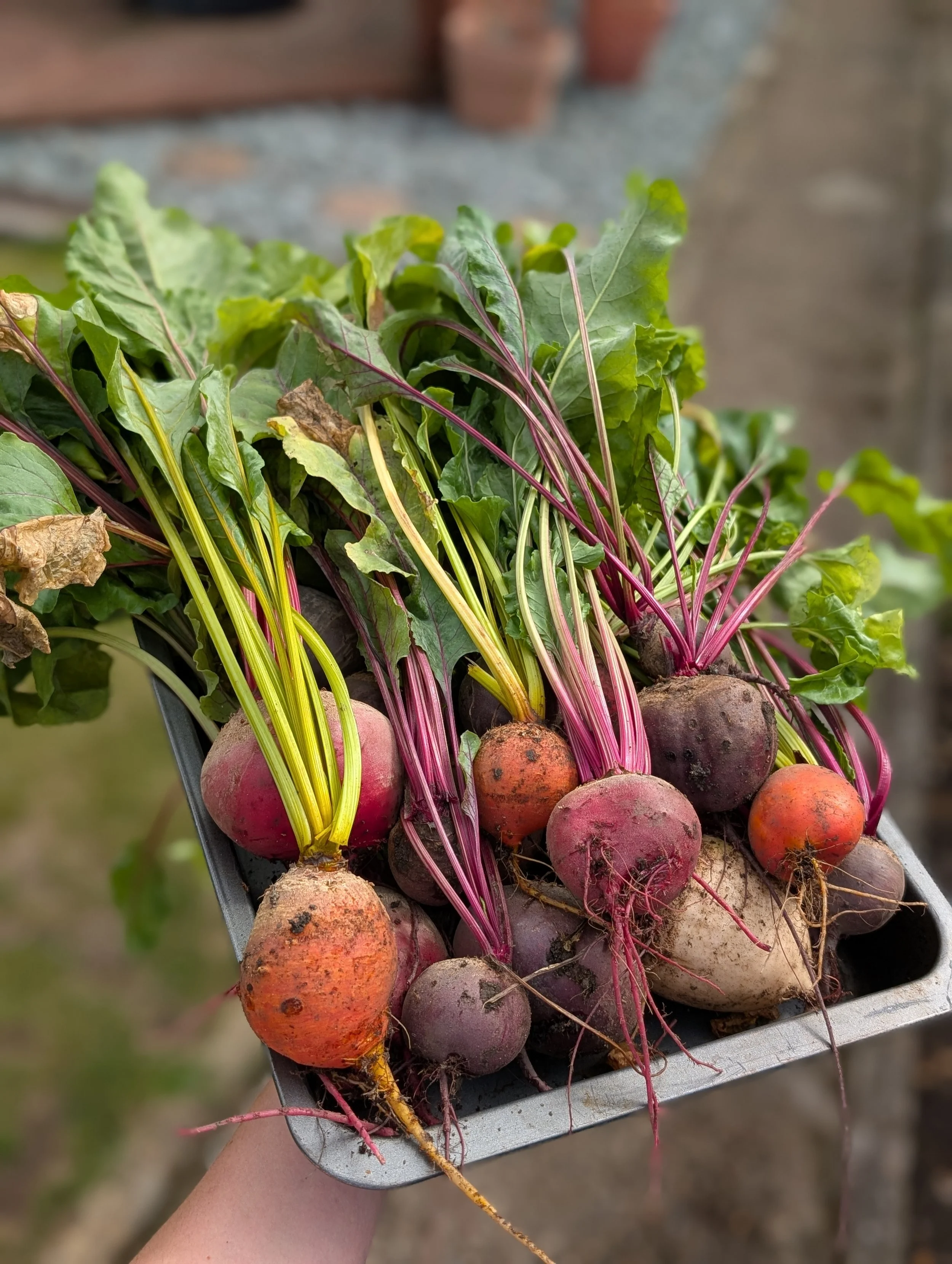 Homegrown Organic Rainbow Beetroot