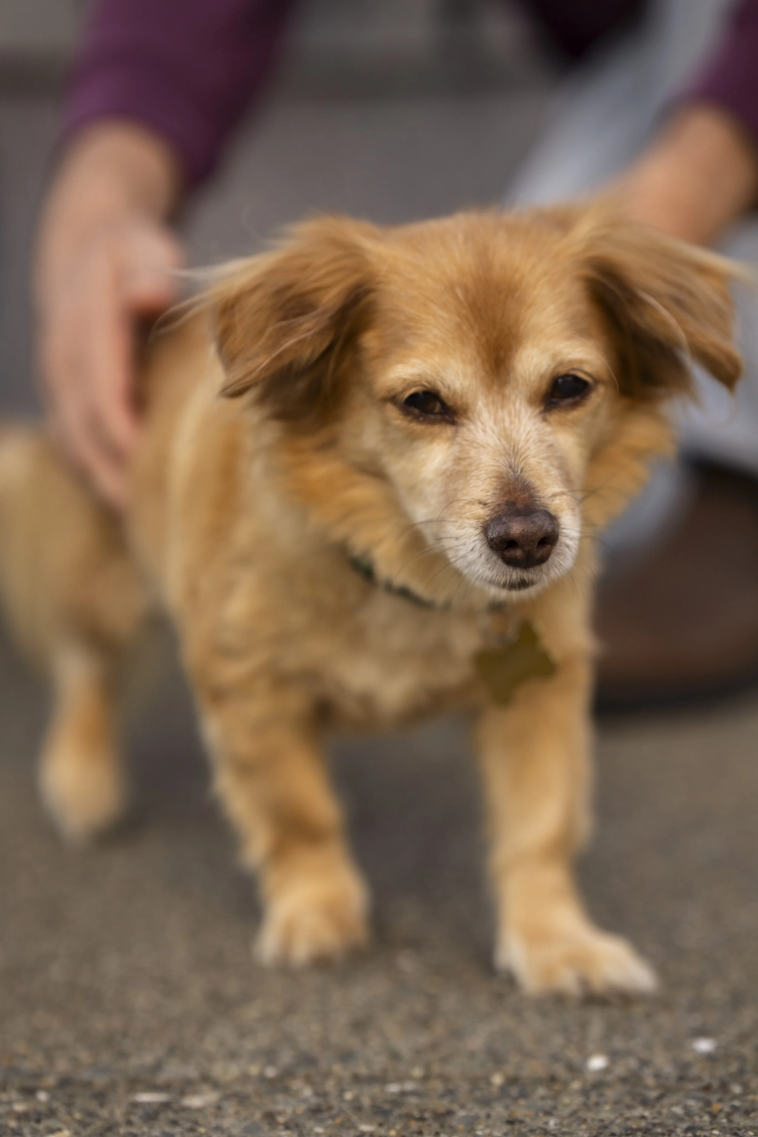 Rosie_Bobby_Stanley_Sunny_Squarespace Site-18.jpg