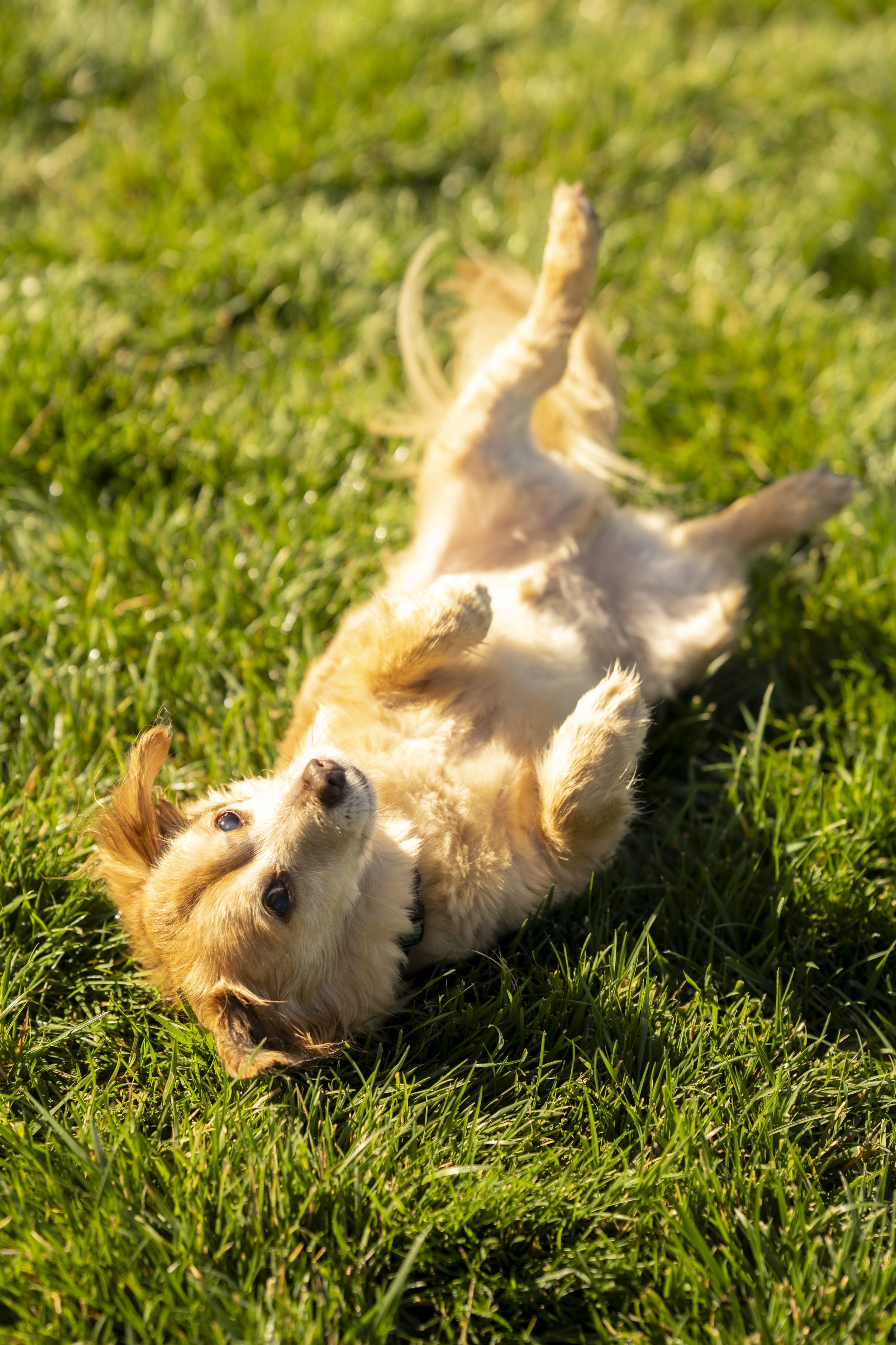 Rosie_Bobby_Stanley_Sunny_Squarespace Site-28.jpg