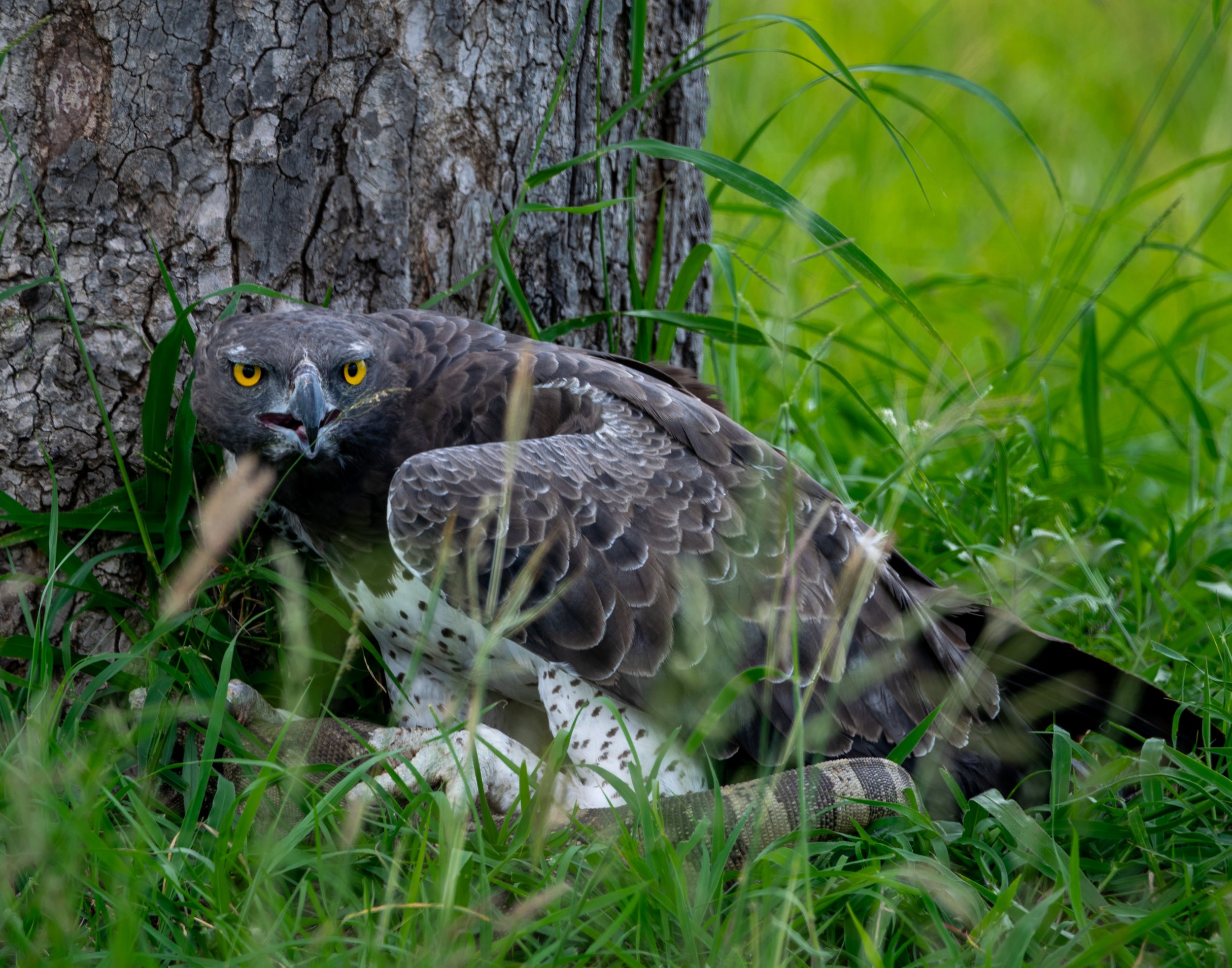 Martial Eagle