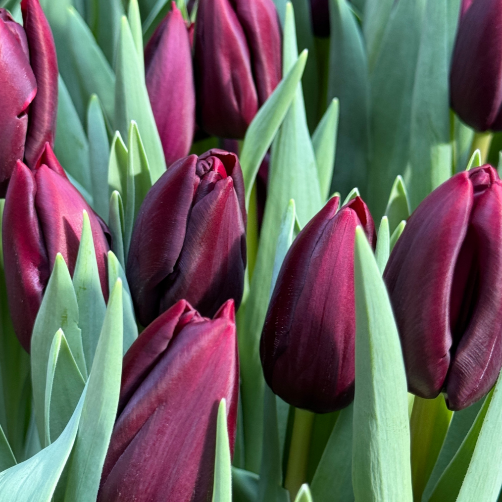 Night%2BVision%2BTulip%2B2.png