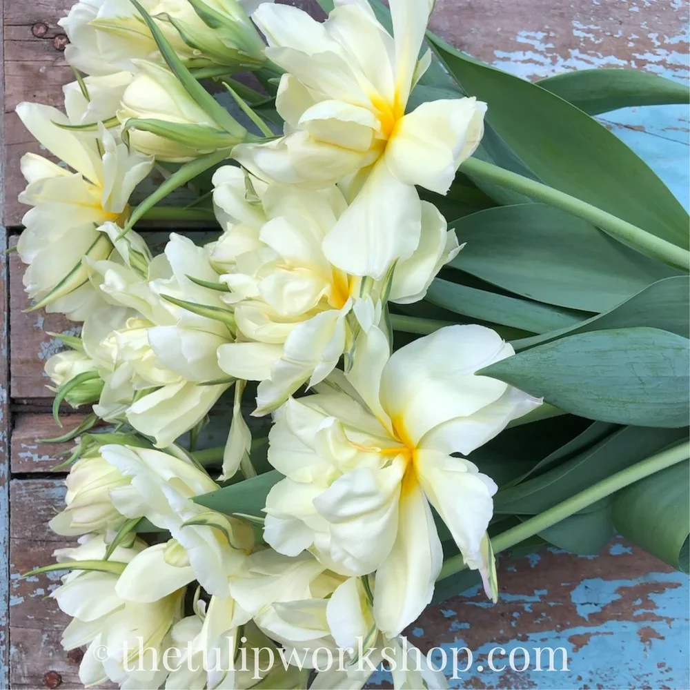 Exotic-Emperor-Tulip.webp