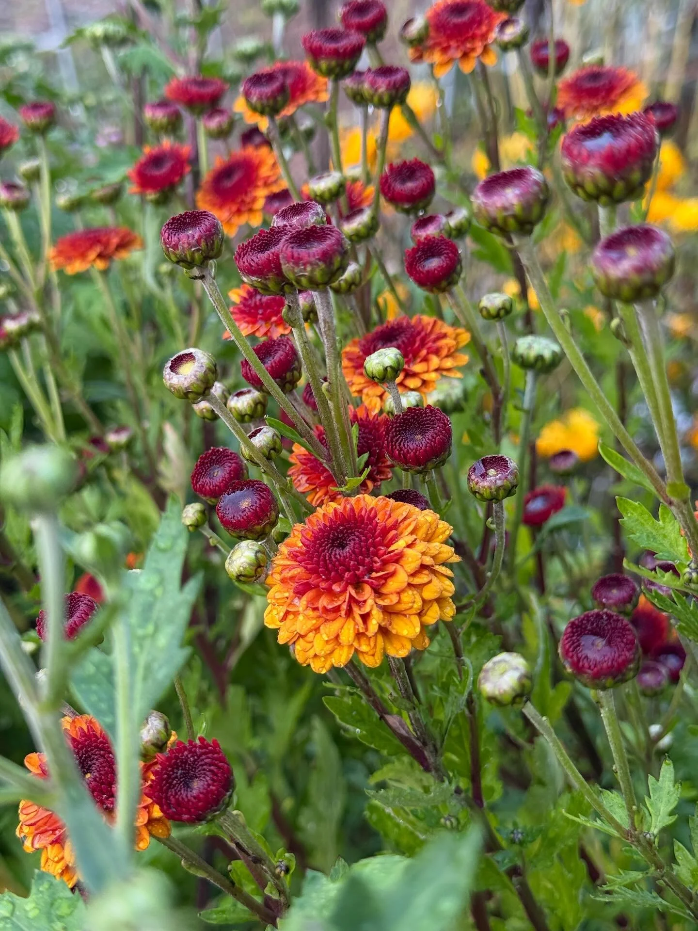 The rich color on these heirloom mums are stunning! I have 7 varieties total and can&rsquo;t wait to see the rest of them bloom! I don&rsquo;t have anything else to go with them other than dusty miller so debating if they will be worth growing again 