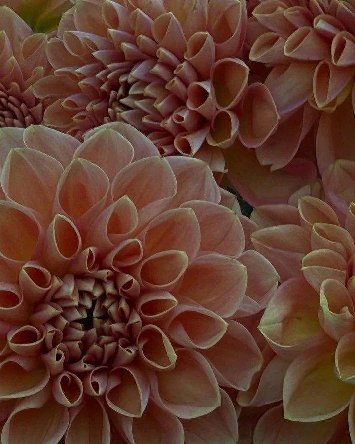 Choosing a word gives me a lens for decision-making, especially in seasons where life and business move fast. 

This year, I&rsquo;m letting Leverage guide how I grow Bramble + Blooms, using what I already know, building systems, and choosing progres