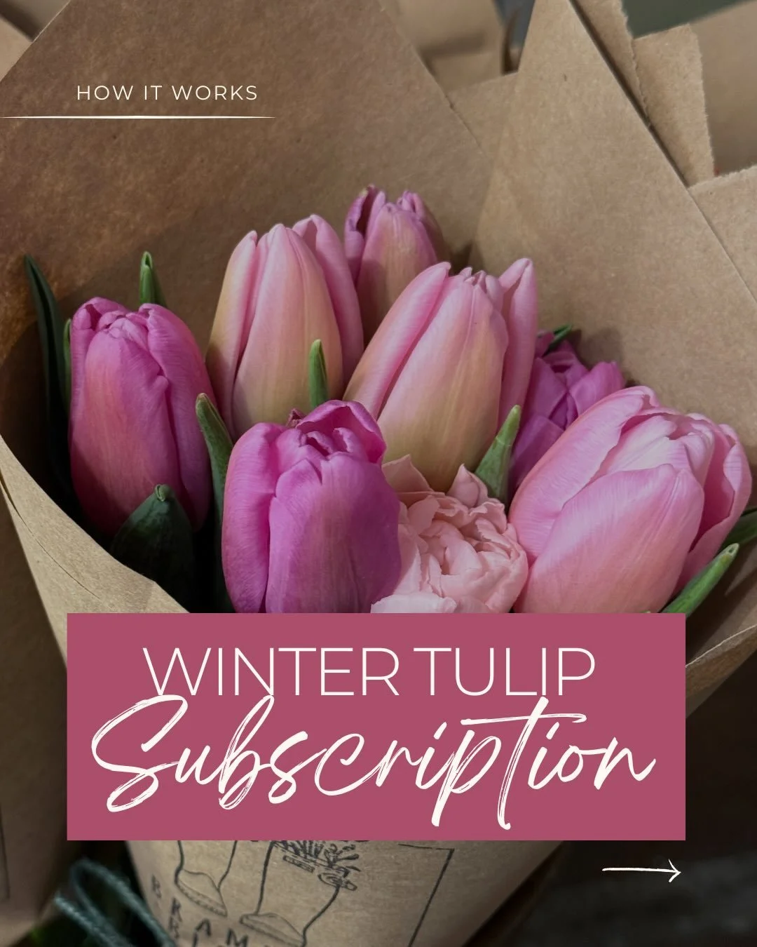 If winter is feeling a little&hellip; gray, we have something for you! 🌷
The Winter Tulip Subscription is open and it&rsquo;s simple:
✨ One bouquet of tulips each week for 4 weeks
✨ You choose pickup day: Wednesday or Saturday
✨ Pickup at our farm i