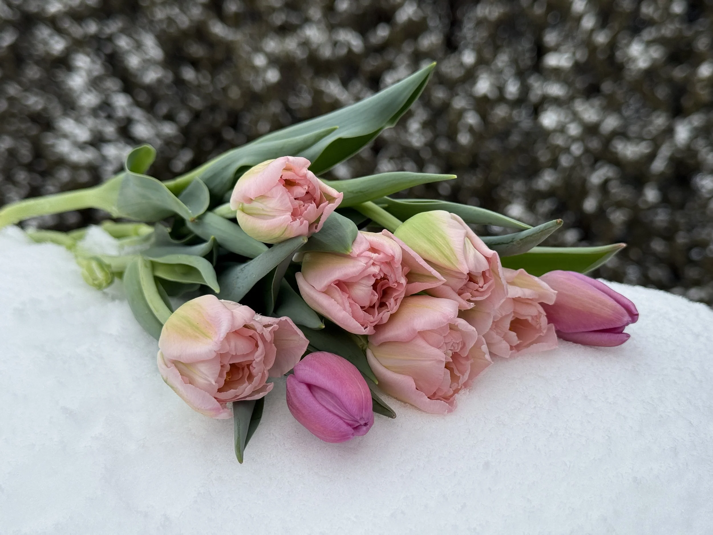 SOLD OUT: Sips and Blooms Galentine’s Tulip Arrangement Workshop