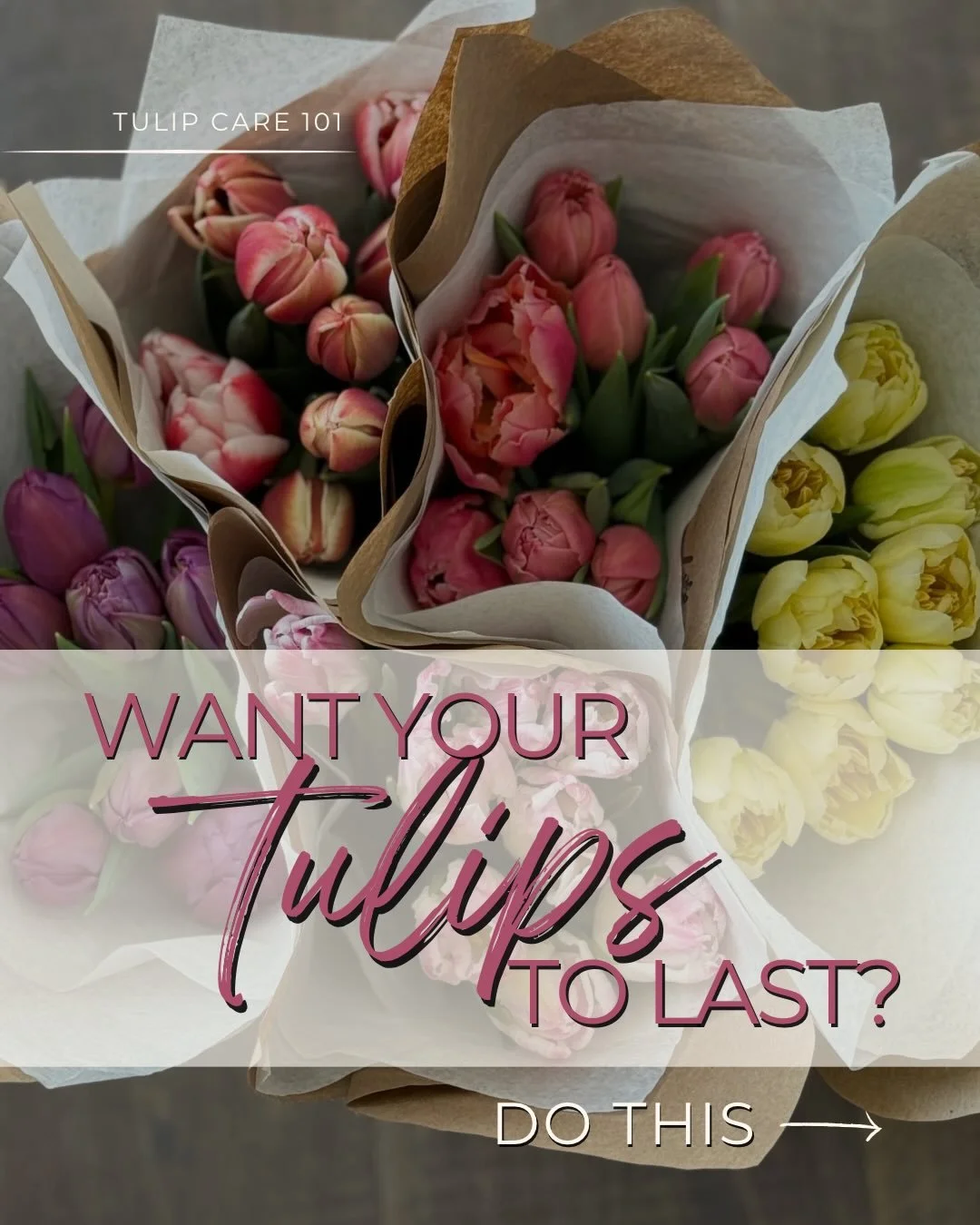 Tulips are dramatic in the most lovable way. They keep growing after you bring them home, they lean toward the light, and they absolutely respond to clean water like it&rsquo;s a spa day.  Save these easy to follow tips to get the longest vase life o