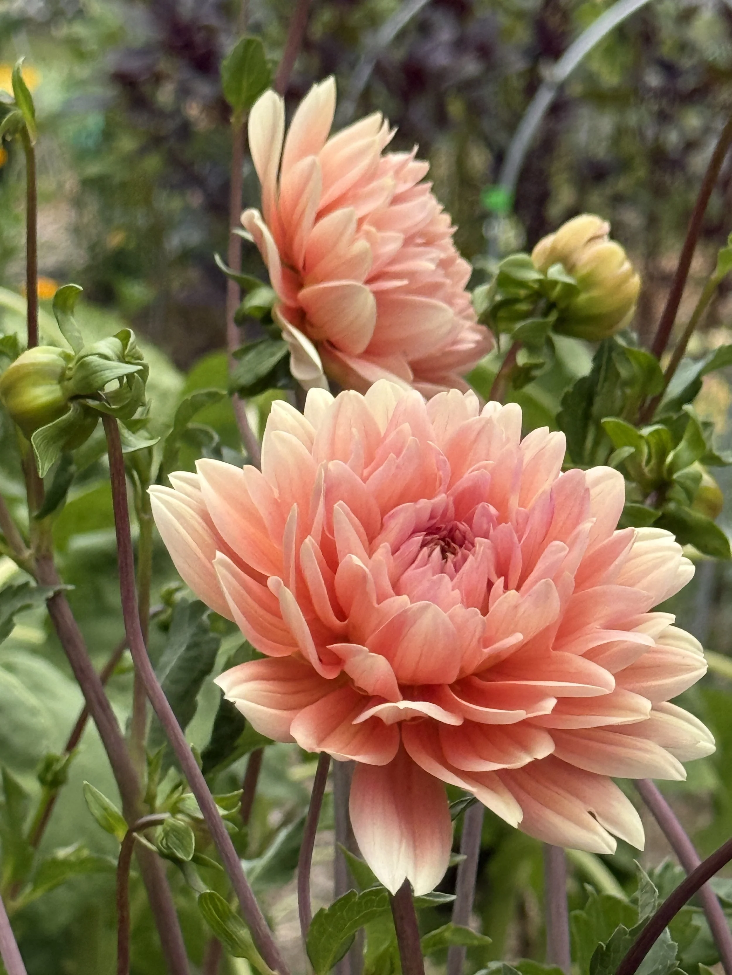 Grow Your Best Dahlias