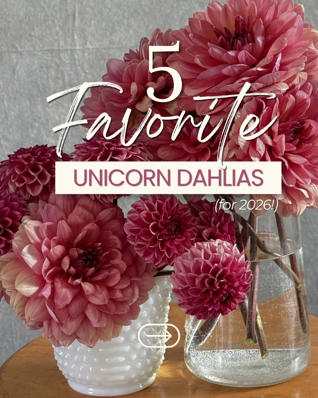 Meet 5 of our favorite unicorn dahlias from this season. 

And I do mean this season because we are fickle people and dahlia loyalty around here is not guaranteed. 😂

These ladies are currently at the top of the list, but ask us again next year (or 