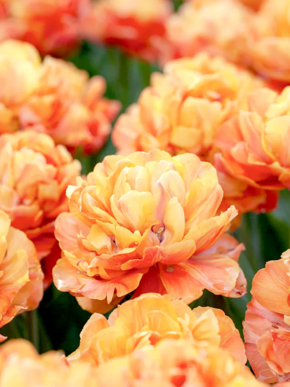 Tulip_Olivia.webp