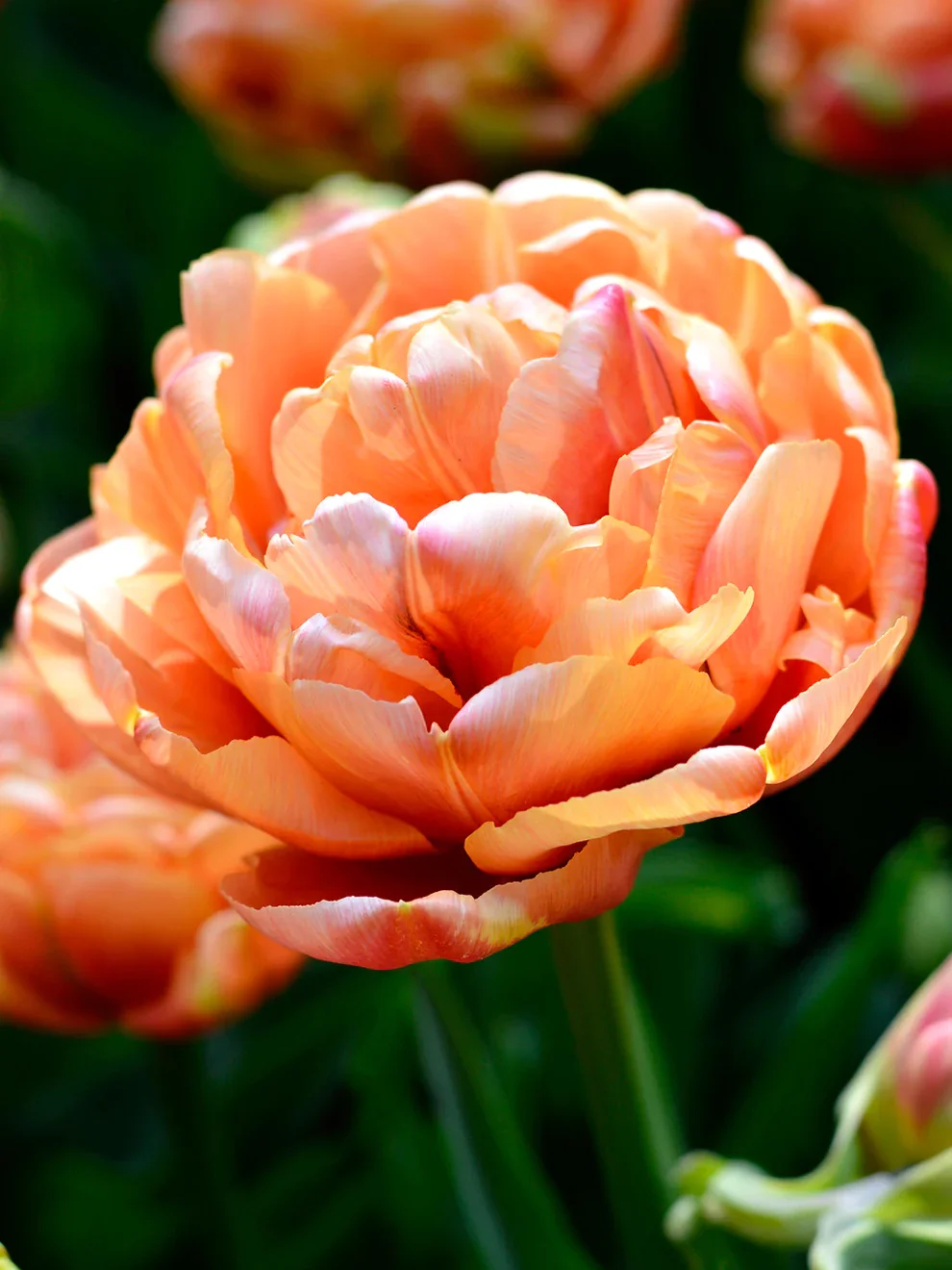 Copper_Image.webp