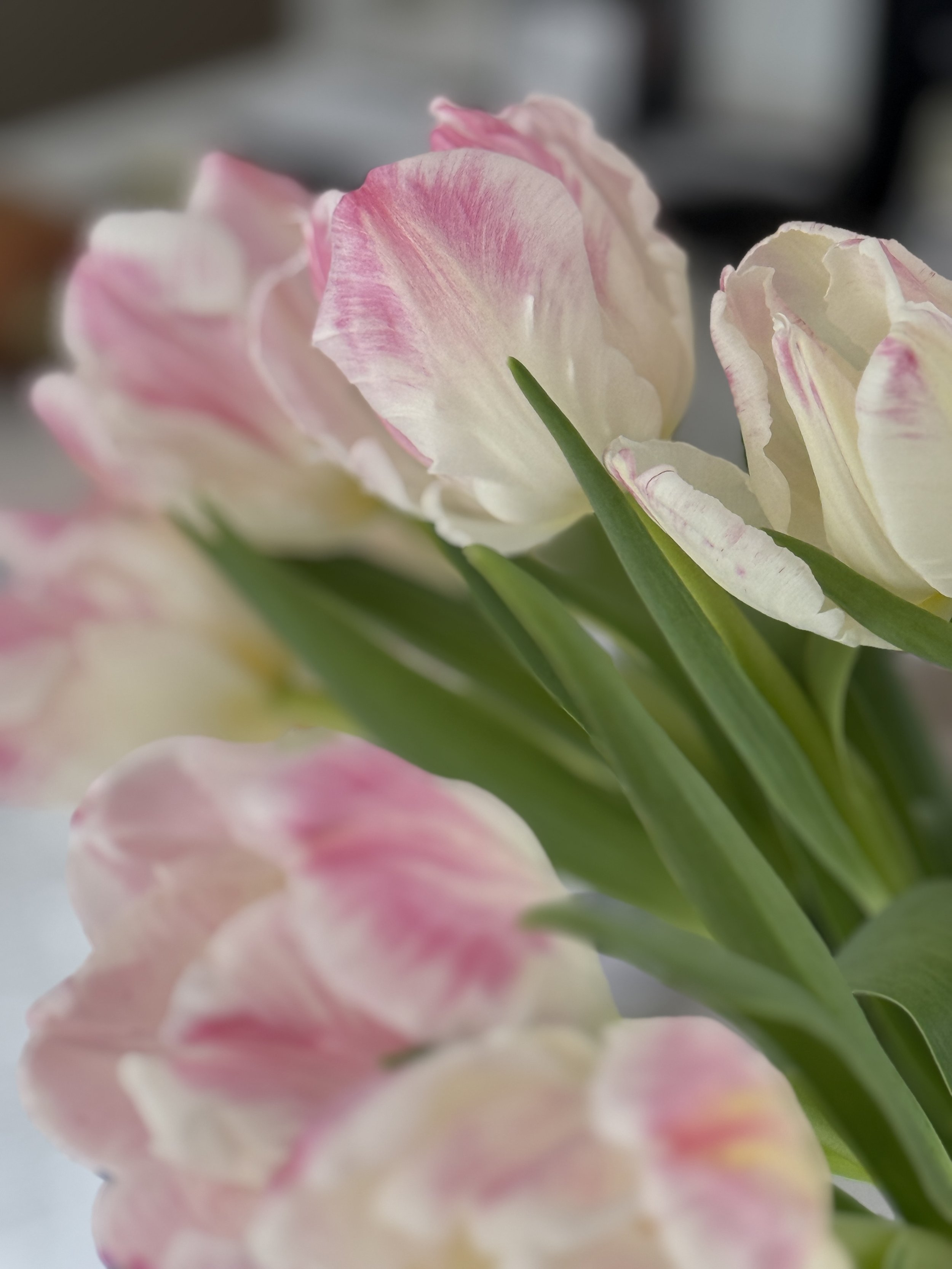 Valentine's Day Tulips Pre-Sale