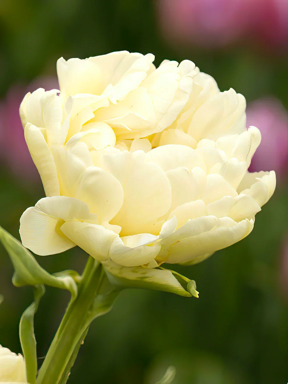 Tulip_Avant_Garde.webp