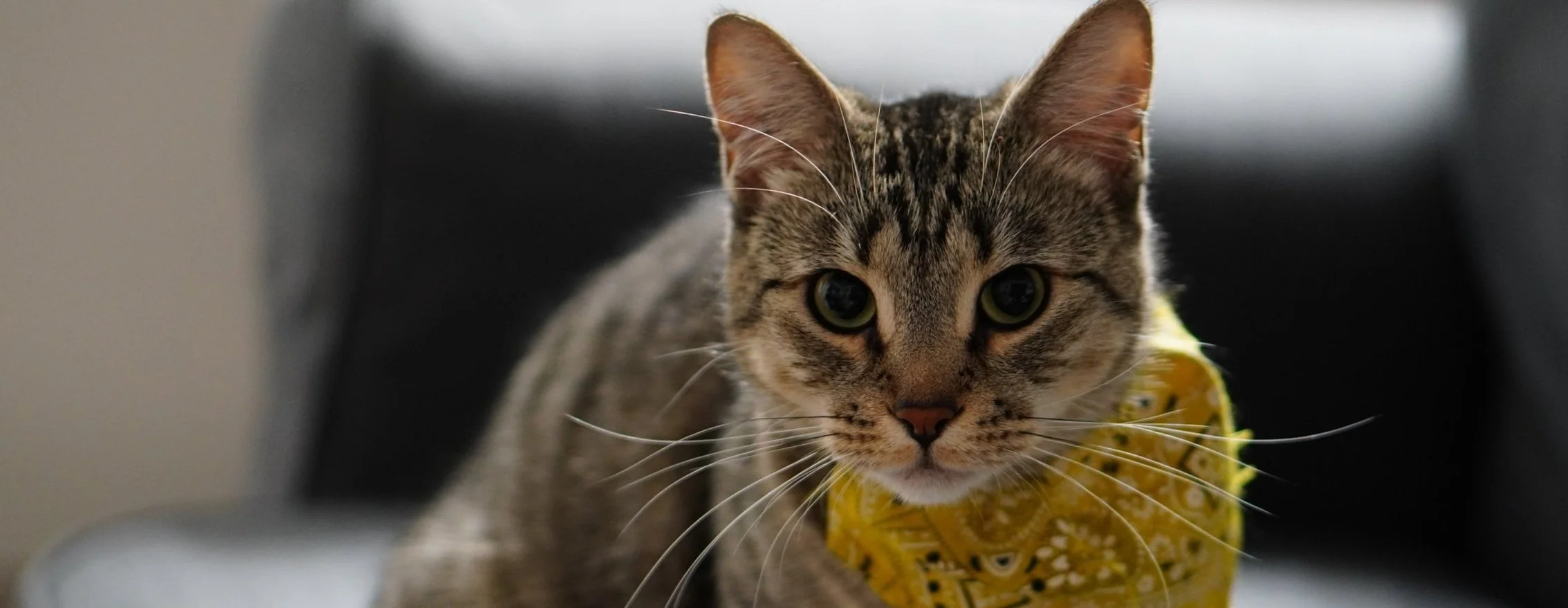 A tabby cat with yellow eyes and a yellow bandana around its neck, looking directly at the camera, indoors.