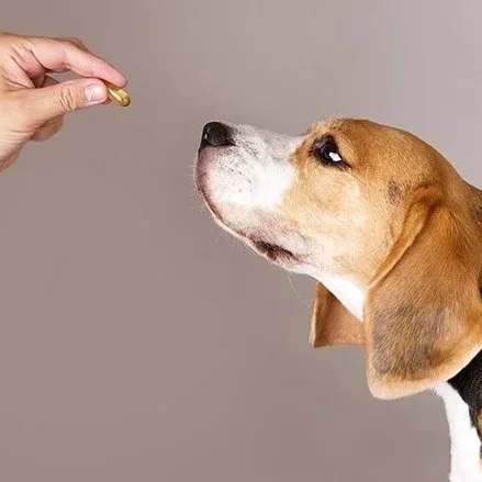 A dog sniffing at a gold-colored pill held by a human hand against a plain background.