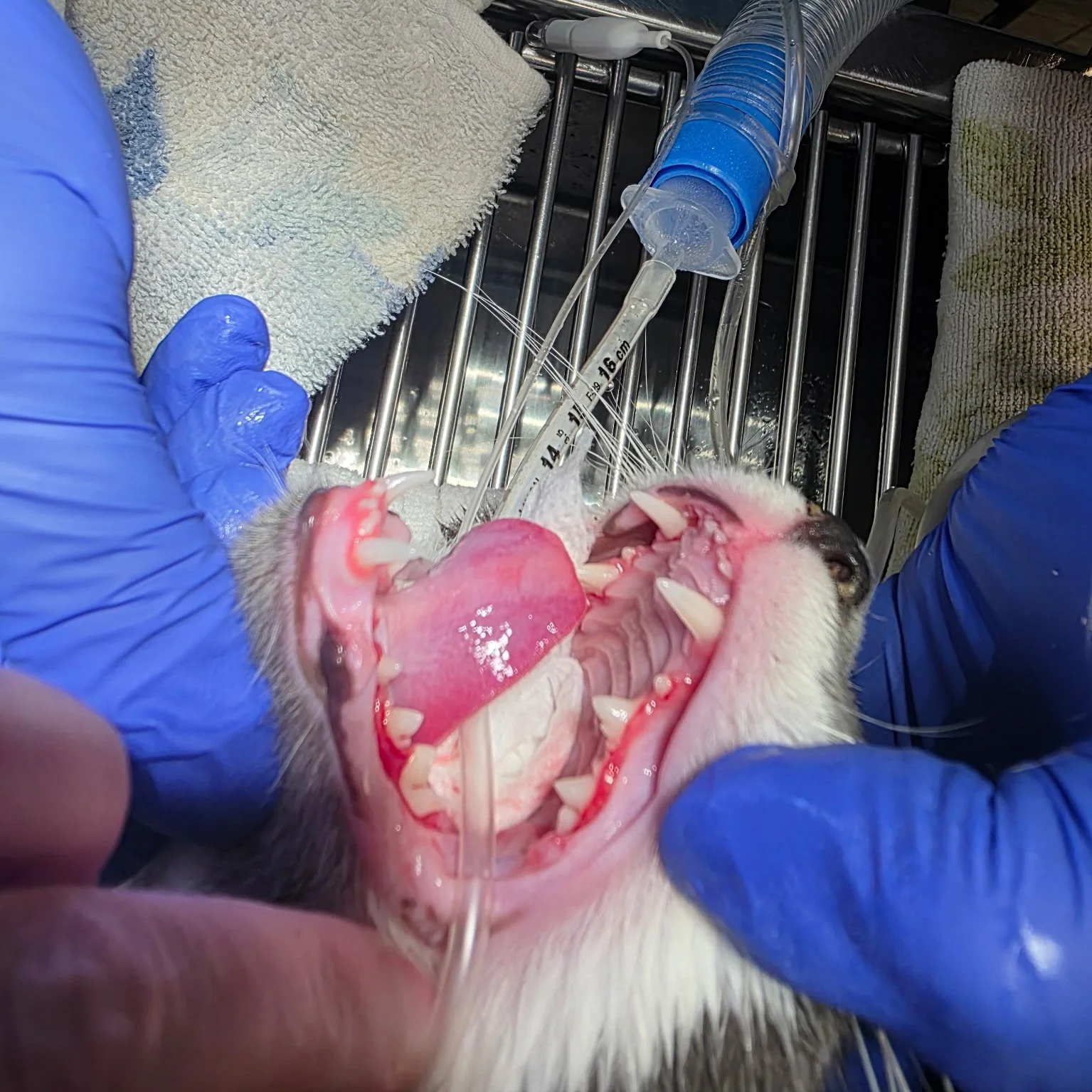 A veterinarian wearing blue gloves performs a dental procedure on a dog with an open mouth, exposing teeth and tongue, in a clinical setting.