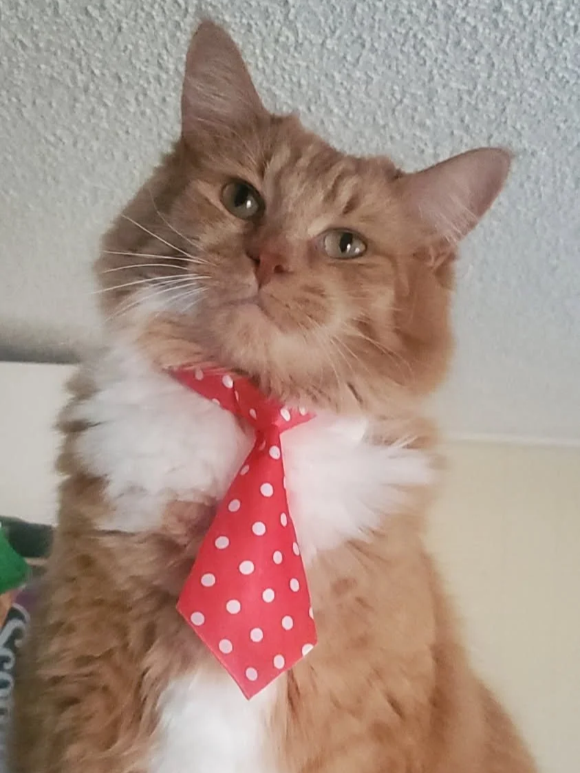 An orange tabby cat with white fur on its chest, wearing a red polka-dotted tie, sitting indoors near a textured ceiling and a light-colored wall.