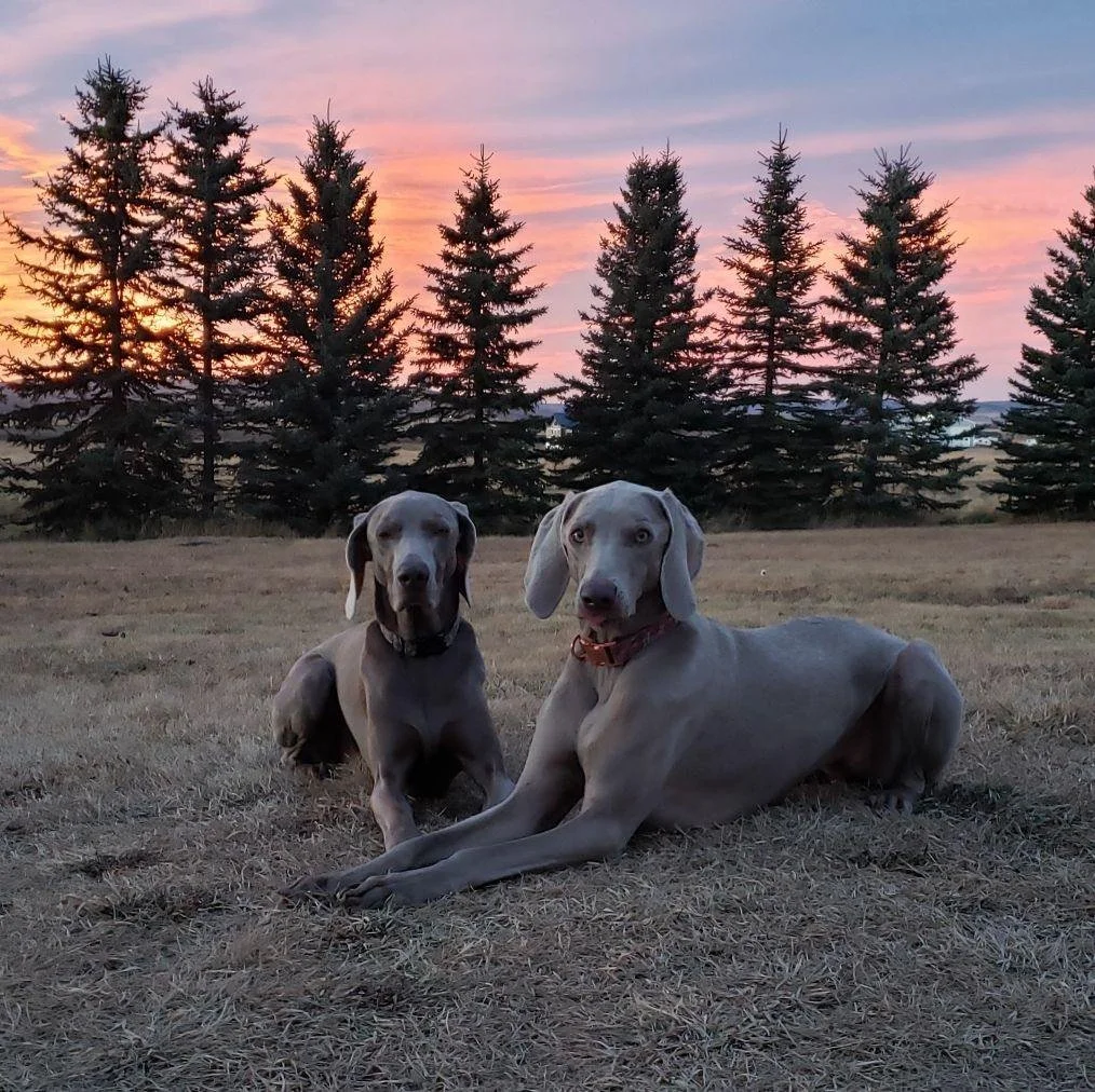 Two dogs, one sitting and one lying down, on a dry grassy field at sunset with pine trees in the background.