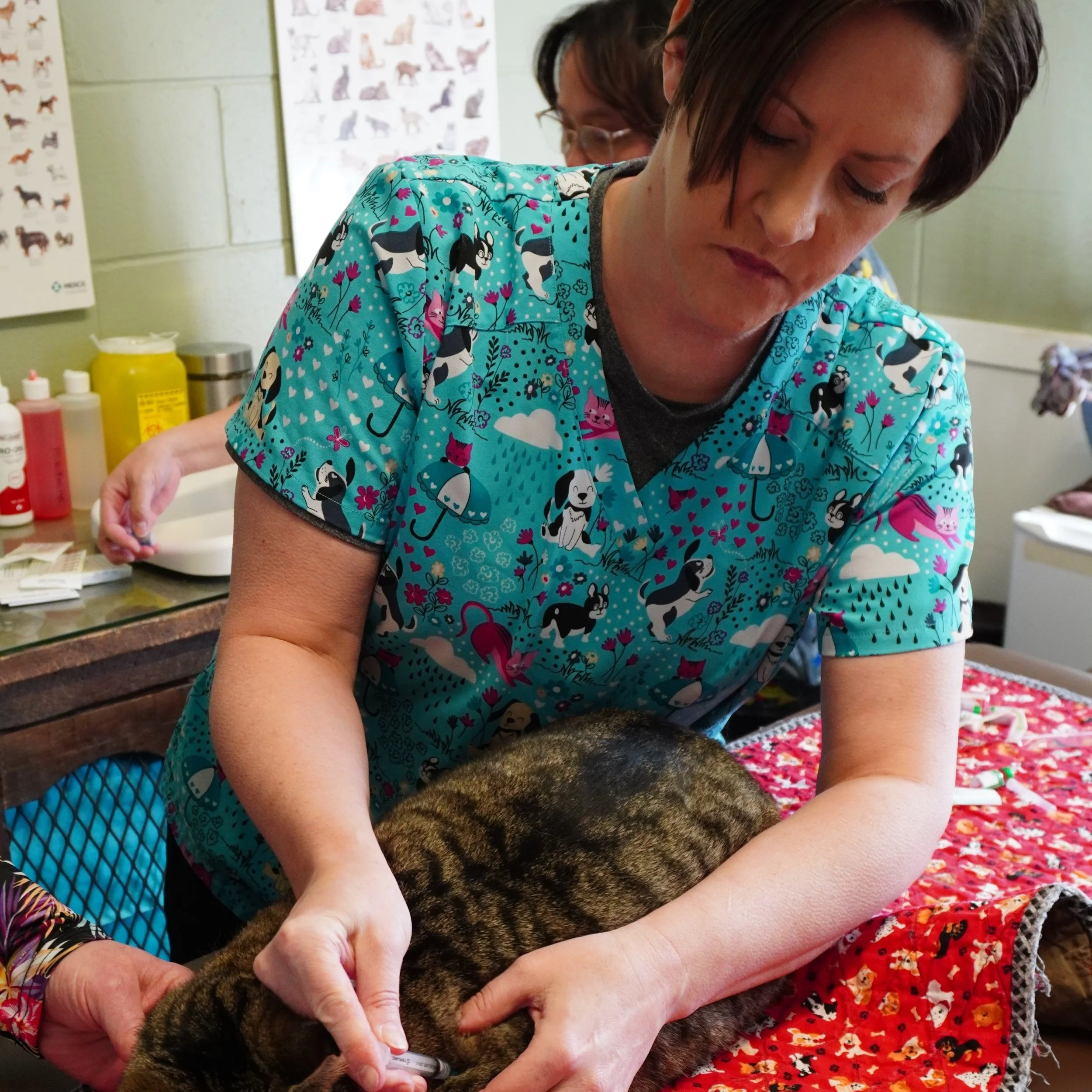 A veterinarian giving an injection to a tabby cat on a colorful blanket in a pet clinic.