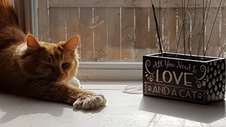 Orange and white cat lying on windowsill next to a black planter with white lettering that says "All you need is love and a cat"