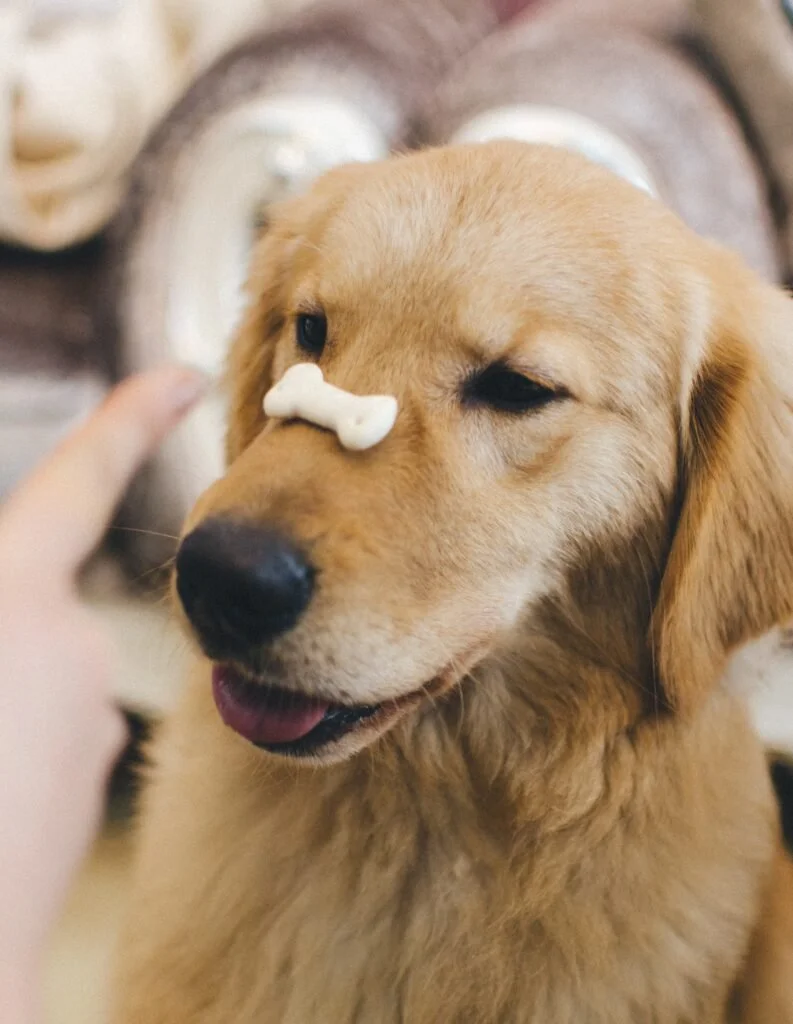 A golden retriever with a small amount of white foam or cream on its nose, winking with one eye, in an indoor setting.