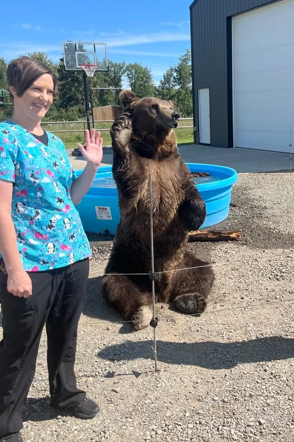 A woman dressed in blue scrubs with cartoon patterns waves next to a large brown bear that is sitting outdoors behind a wire fence, with its paw raised to its ear.
