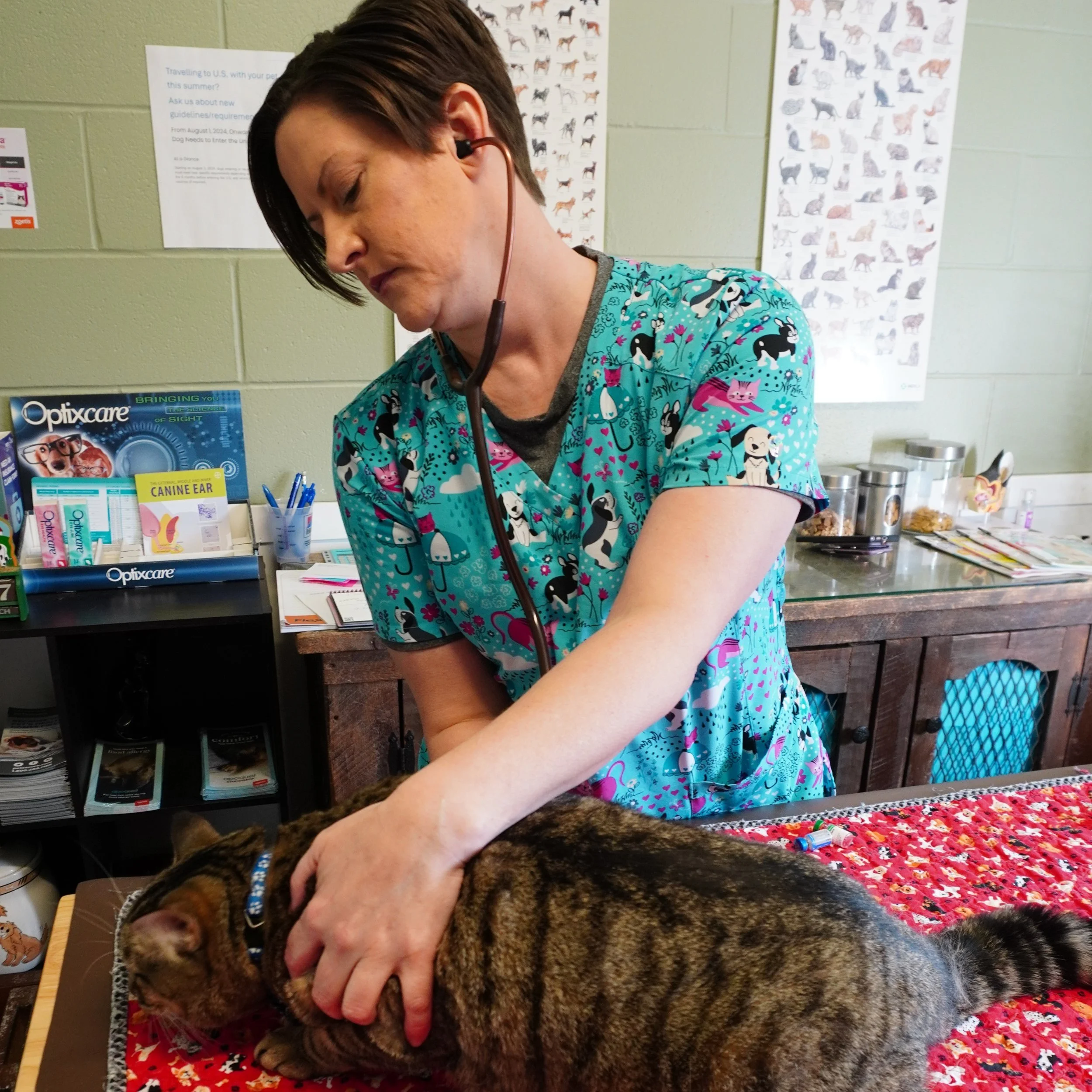 A veterinarian wearing colorful scrubs with dog illustrations, using a stethoscope to examine a tabby cat lying on an examination table covered with a red cloth in a clinic.