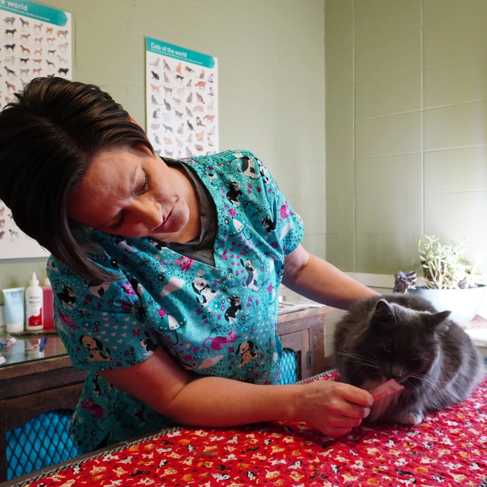 A woman in colorful scrubs with cartoon dogs, tending to a long-haired gray cat on a red patterned tablecloth in a room with green walls and posters of cats in the background.