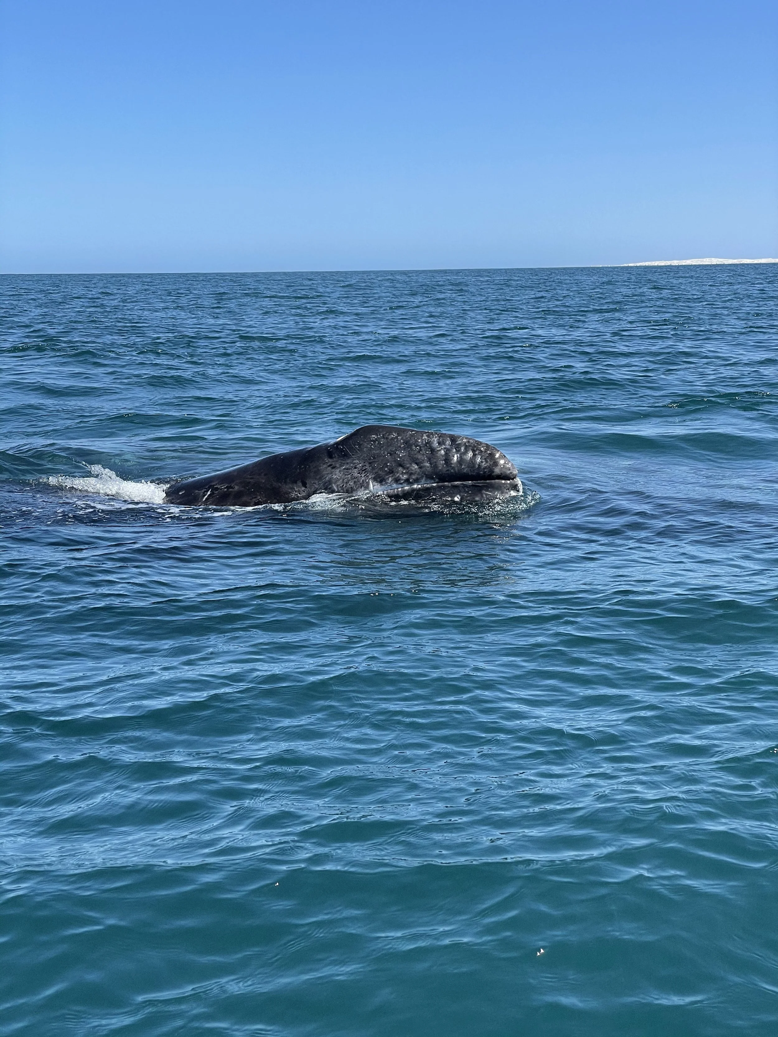 whale watching cerritos baja.jpg